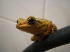 Trachycephalus mesophaeus