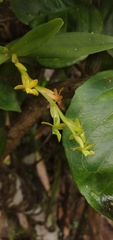 Epidendrum cardiophorum