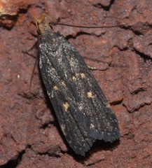 Dichomeris agonia