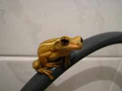 Trachycephalus mesophaeus