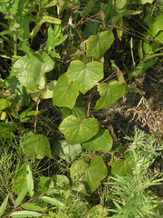 Menispermum dauricum
