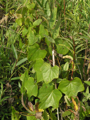 Menispermum dauricum