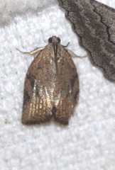 Meritastis piperata