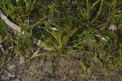 Cyperus engelmannii