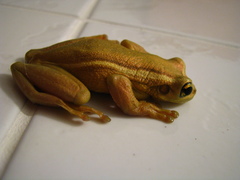 Trachycephalus mesophaeus