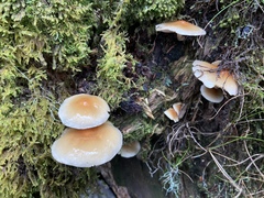 Pholiota nameko