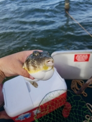 Sphoeroides maculatus