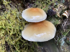 Pholiota nameko