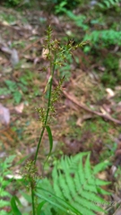 Scleria terrestris