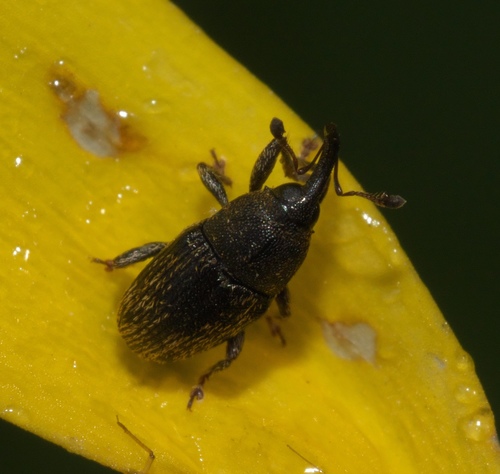Odontocorynus falsus