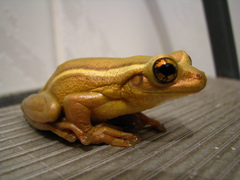 Trachycephalus mesophaeus