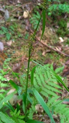 Scleria terrestris
