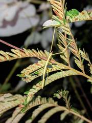 Cladoxerus cryphaleus