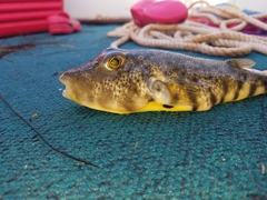 Sphoeroides maculatus