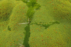 Bolax gummifera
