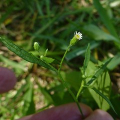 Erigeron divaricatus