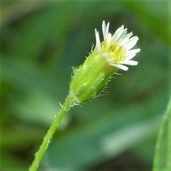 Erigeron divaricatus