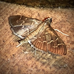 Pilocrocis ramentalis