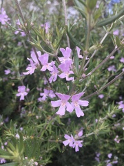 Westringia eremicola