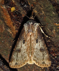 Agrotis malefida
