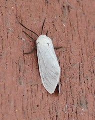 Pygarctia flavidorsalis