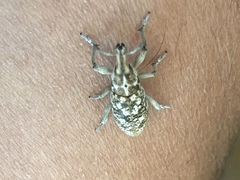 Cyphocleonus achates