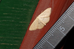 Scopula personata