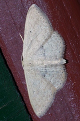 Scopula personata