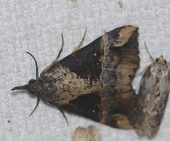 Dichromia quinqualis