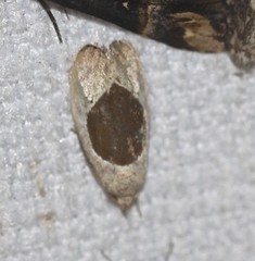 Hoplomorpha abalienella