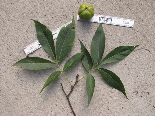 Carolina shagbark hickory