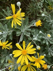 Euryops pectinatus