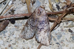 Bryophilina mollicula