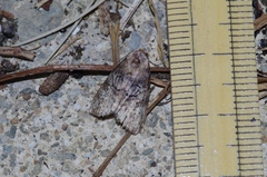 Bryophilina mollicula