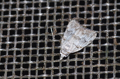 Nola thyrophora