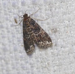 Elophila difflualis