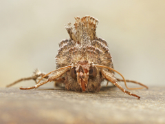 Autographa flagellum