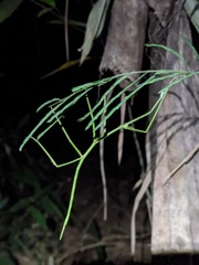 Cladoxerus cryphaleus