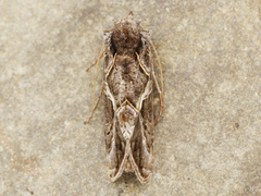 Autographa flagellum