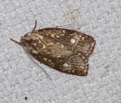 Euchaetis metallota