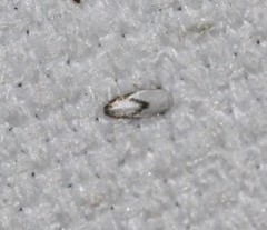 Opostegoides gephyraea