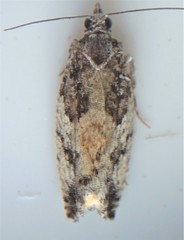 Epinotia nisella
