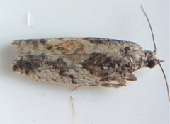 Epinotia nisella