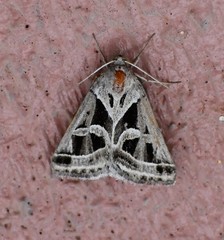 Callistege intercalaris