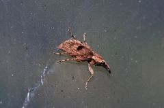 Sintor yamawakii