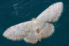 Idaea sakuraii