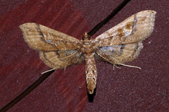 Hydriris ornatalis