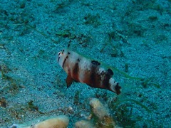 Iniistius aneitensis