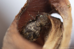 Pteroxanium kelloggi