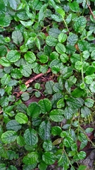 Trigonotis formosana elevatovenosa